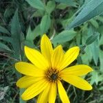 Helianthus × laetiflorusCvet