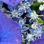 Hydrangea spp.Flower