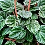 Peperomia albovittata ᱥᱟᱠᱟᱢ