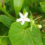 Trichosanthes cucumerina Blomma