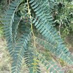 Sesbania drummondii Leaf