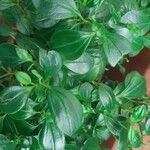 Peperomia glabella Листок