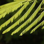 Vachellia cornigera Leht