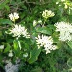 Cornus sanguineaFlor