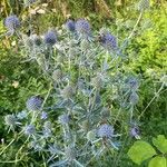 Eryngium planum অভ্যাস