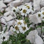 Achillea atrata Λουλούδι