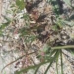 Echium arenarium Flor