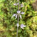 Orthosiphon rubicundus Flower