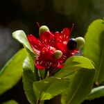 Ochna serrulata Fruit