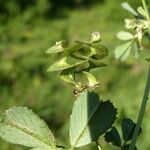 Medicago orbicularis Fruit