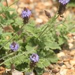 Lavandula aristibracteata Lorea