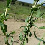 Lactuca viminea Bark