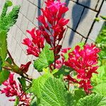 Ribes sanguineum Blomst