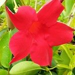 Mandevilla sanderi 花