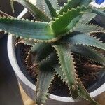 Aloe arborescensList