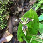Scoliopus bigelovii Квітка