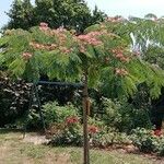 Albizia julibrissin 整株植物