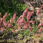 Caroxylon genistoides Anders