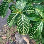 Aphelandra squarrosa叶