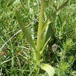 Dactylorhiza sambucina برگ