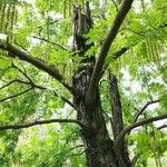 Pterocarya stenoptera Bark