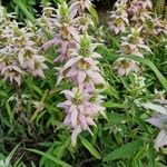 Monarda punctata Blomst