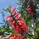 Melaleuca viminalis Flower