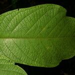Coccoloba mollis Leaf