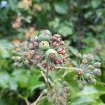 Hedera helix Vrucht