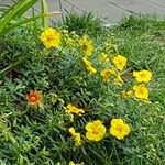 Helianthemum nummularium花