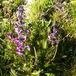 Pedicularis rostratospicata 花