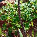 Plantago serraria Fruto