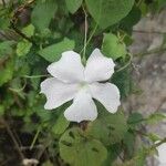 Thunbergia laevis Blad