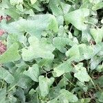 Aristolochia hirta 葉