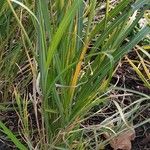 Miscanthus × longiberbis Habitat