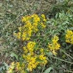 Solidago virgaureaFlower