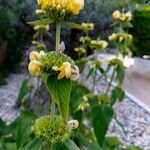 Phlomis russelianaFlor