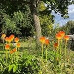 Kniphofia rooperiFlor