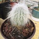 Cephalocereus senilis Blad