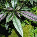 Strobilanthes auriculata Лист