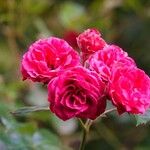 Rosa gallica Άλλα