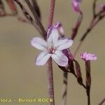 Limonium insigne Flower