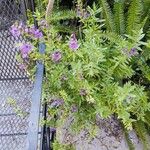 Angelonia biflora Alkat (teljes növény)