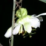 Passiflora biflora Цвят