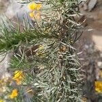 Adenocarpus decorticans Leaf