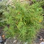 Epilobium coloratum Leaf