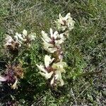 Pedicularis comosa Habit