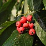 Cotoneaster frigidus Fruit