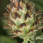 Centaurea corymbosa Virág