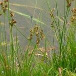 Juncus compressus Floare